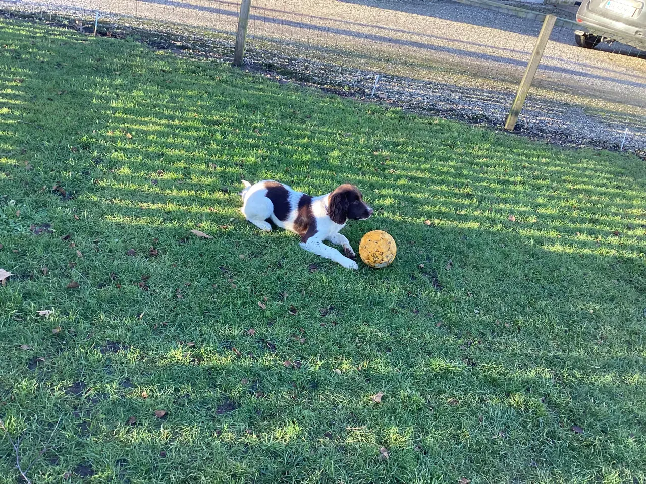 Billede 2 - FT Springer / Engelsk Springer Spaniel