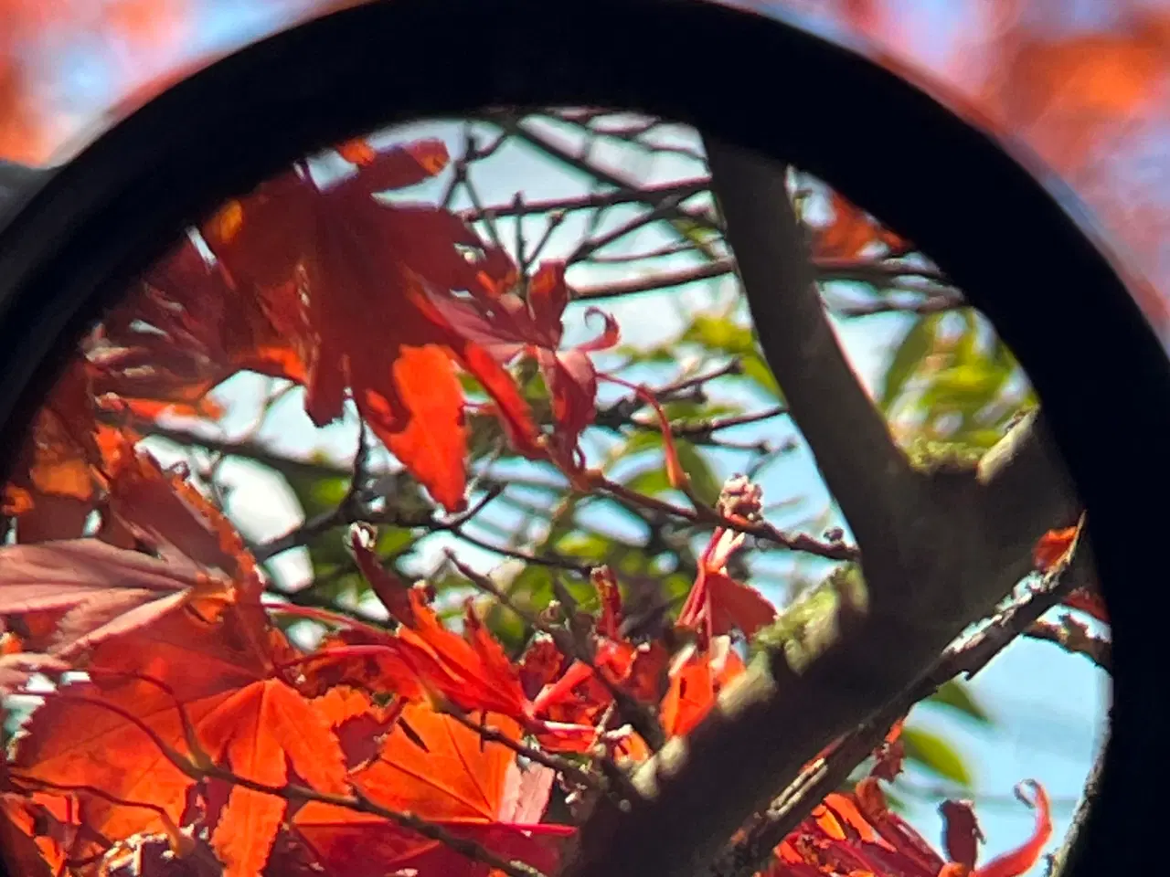 Billede 8 - Kikkertsigte. Fontaine 4x32 waterproof 