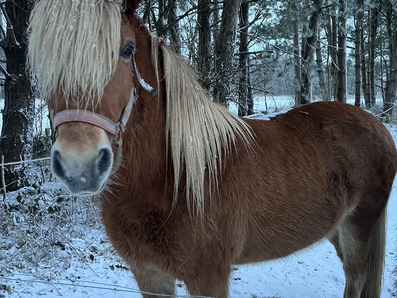 Billede 1 - Islænder hoppe på 13 år. 