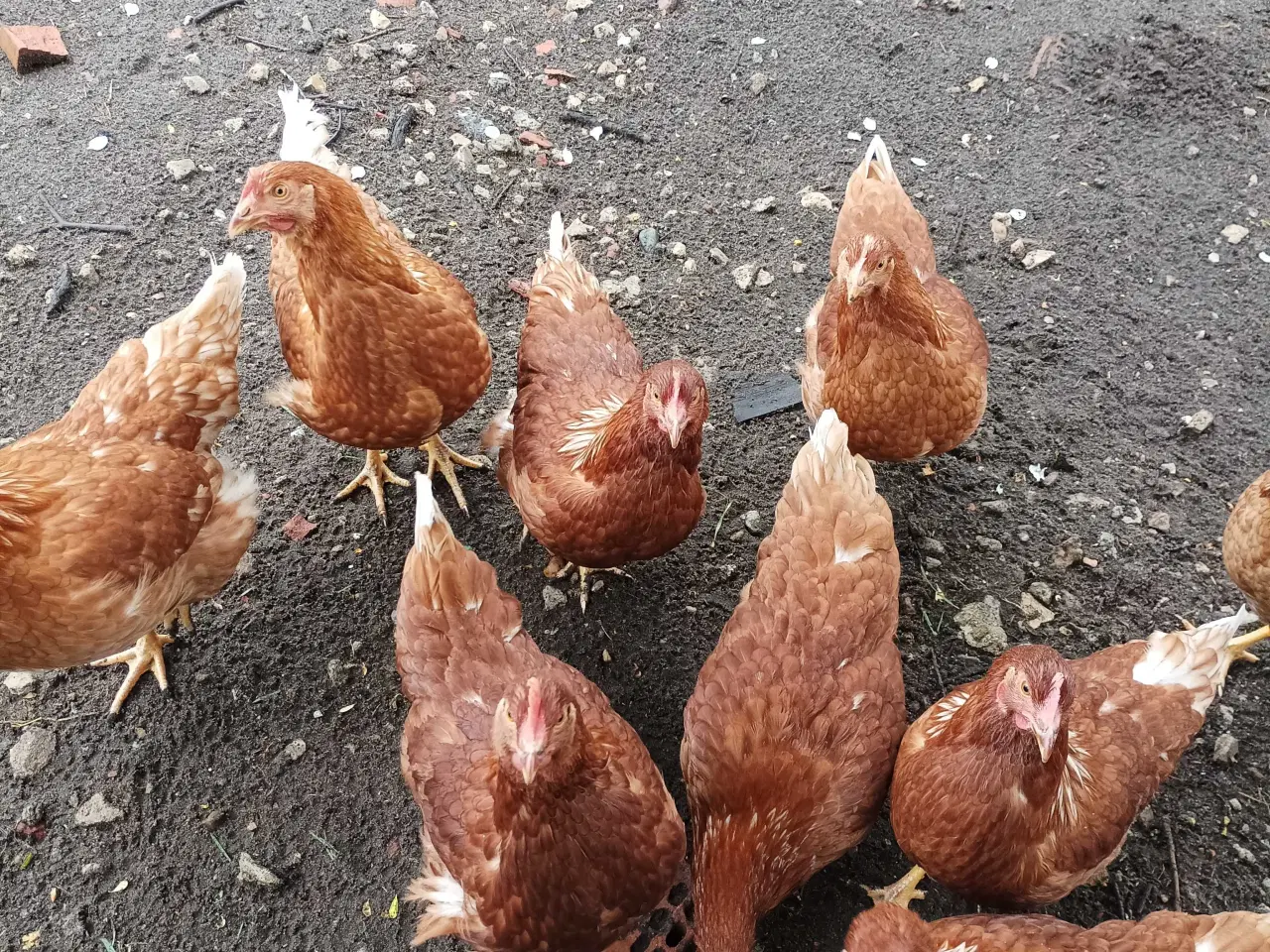 Billede 3 - God ægge lægger røde amerikaner på 25 uge