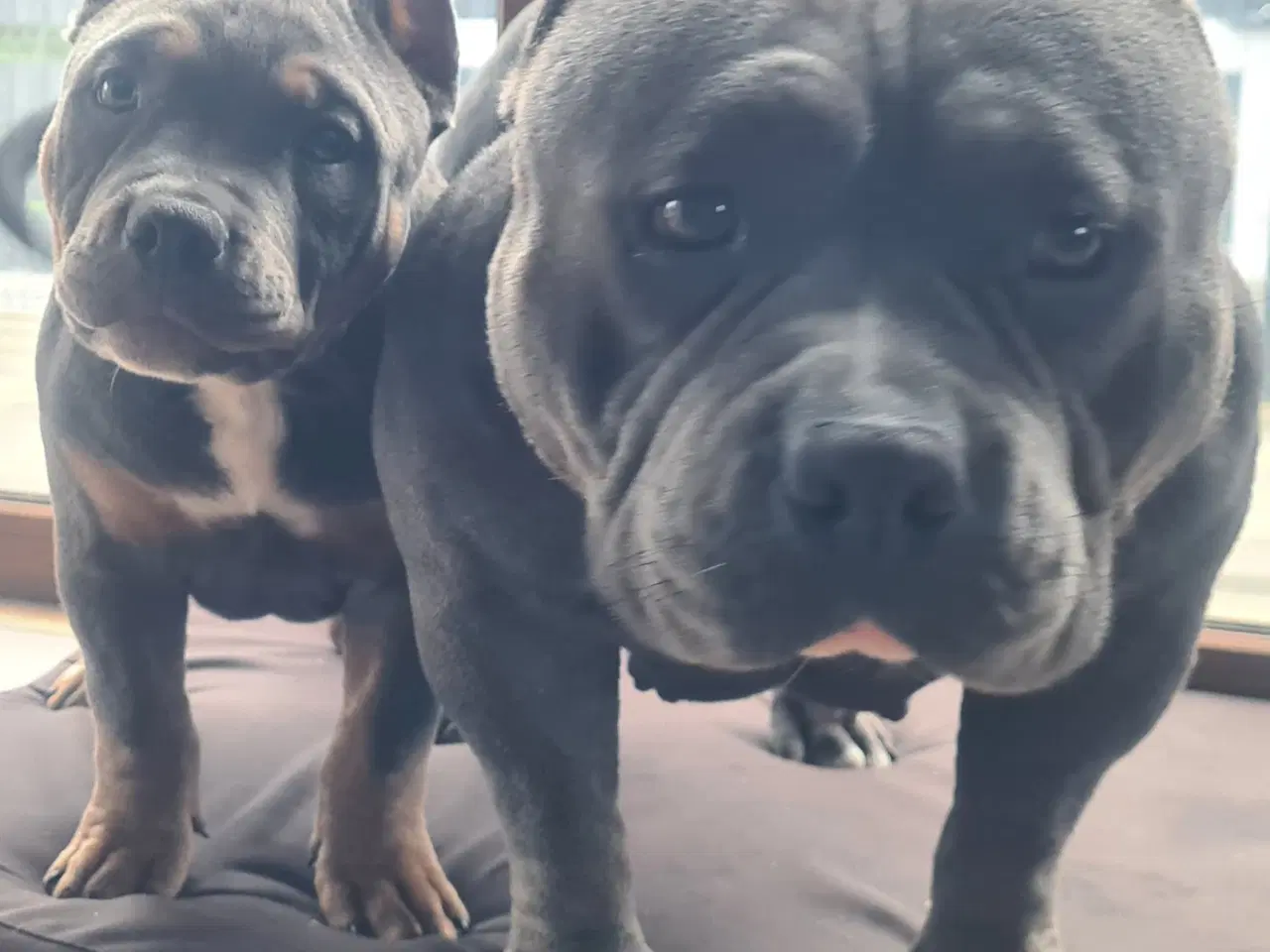 Billede 7 - American Bully Tilbage Dreng BigDogsRomania