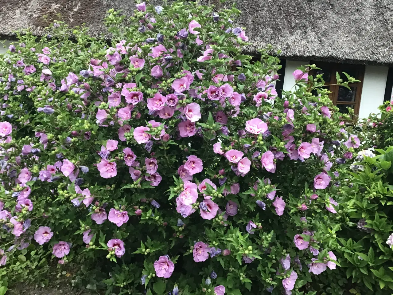 Billede 4 - Hibiscus/Syriske roser
