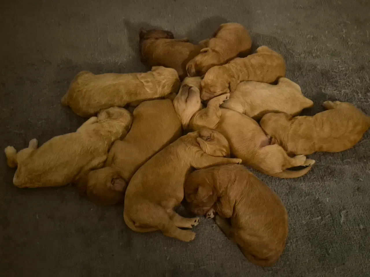 Billede 6 - Mellem doodle hvalpe 