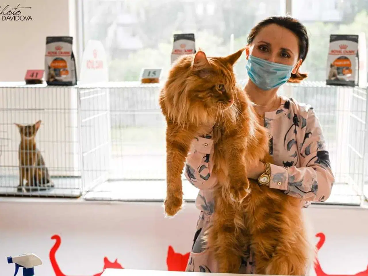 Billede 1 - Renracet Maine Coon hankat til parring 