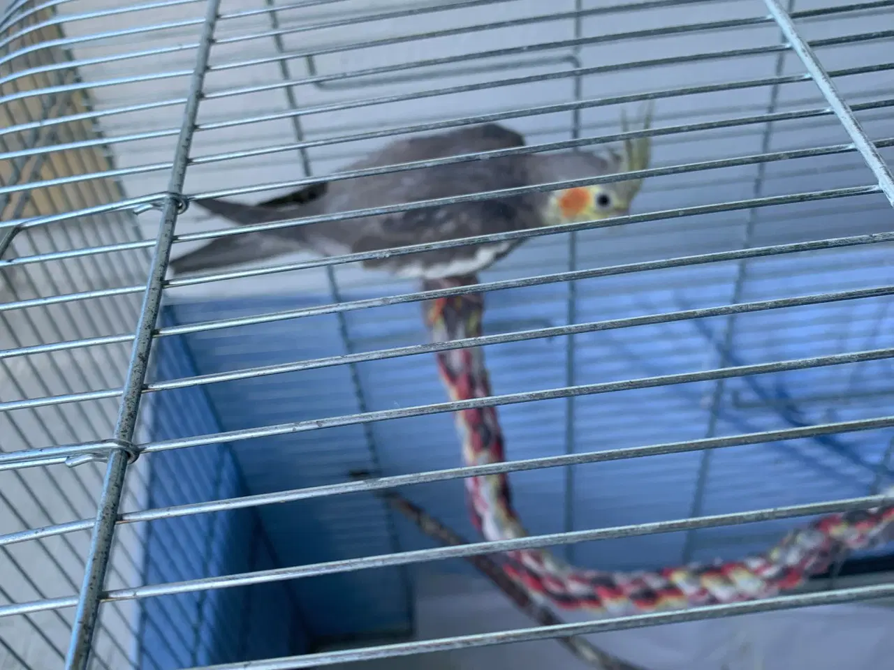 Billede 2 - Nymfeparkit 