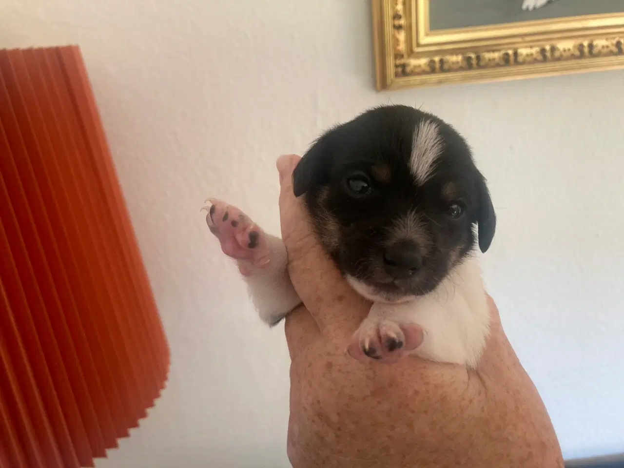 Billede 3 - Dansk/svensk gårdhunde hvalpe