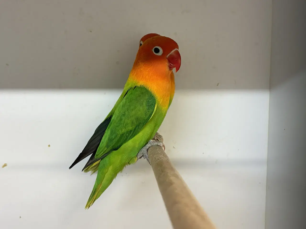 Billede 2 - Rødhovedet Dværgpapegøje