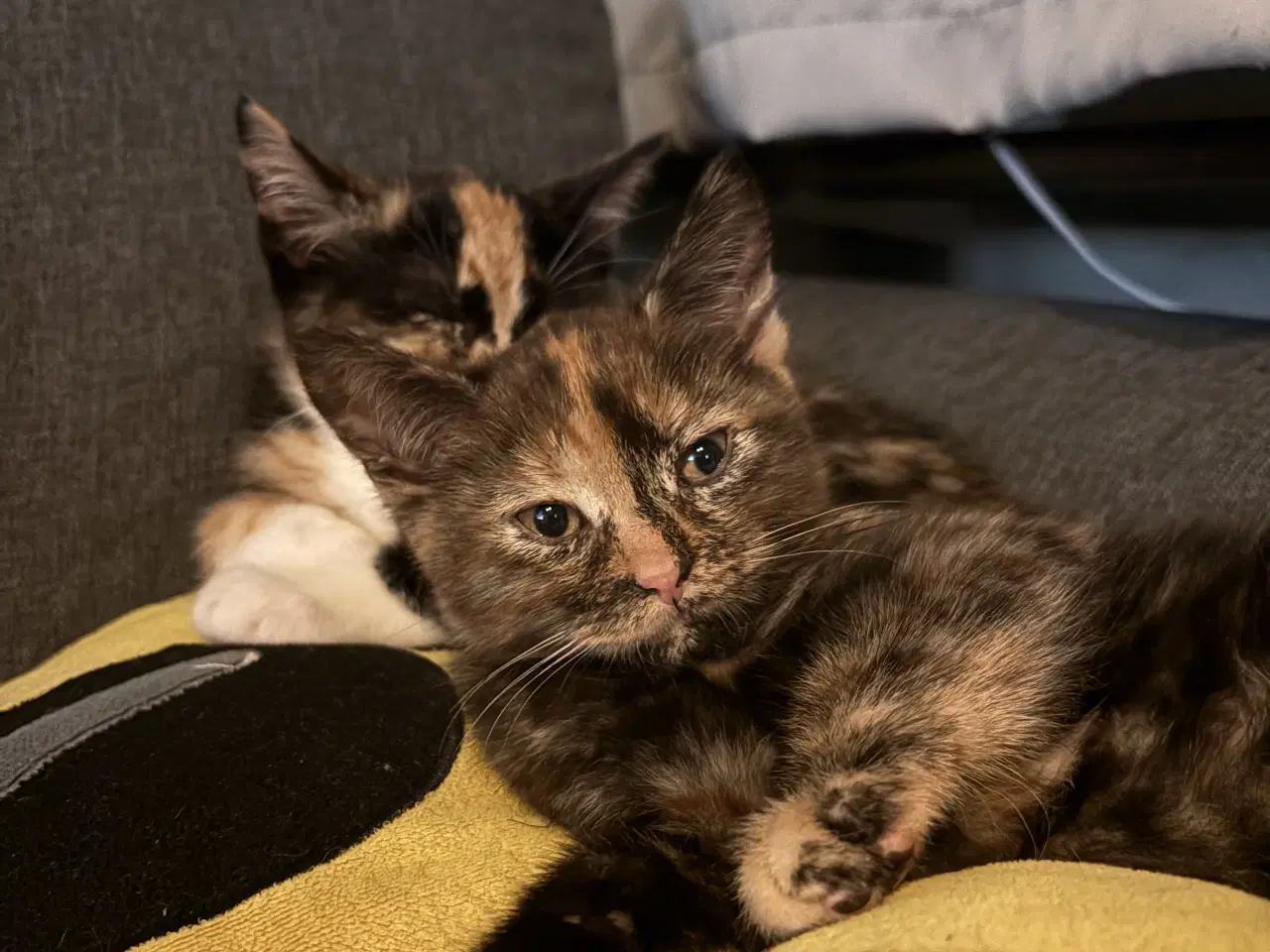 Billede 1 - To søde hunkatte søger nyt hjem