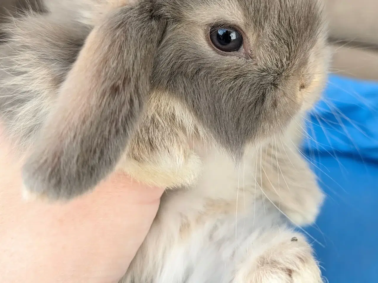 Billede 3 - Minilop kaninunge 