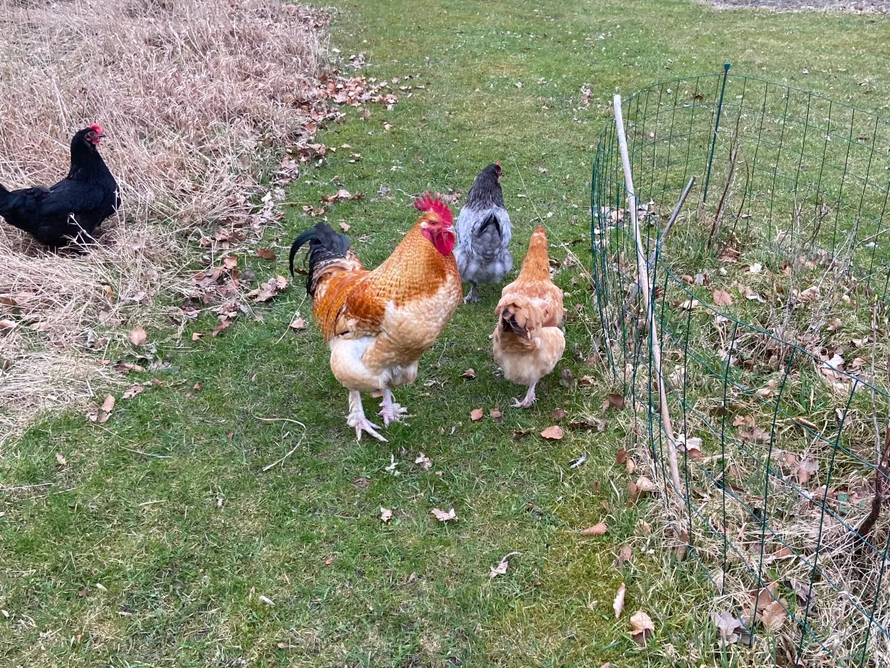 Billede 1 - Haner gives væk