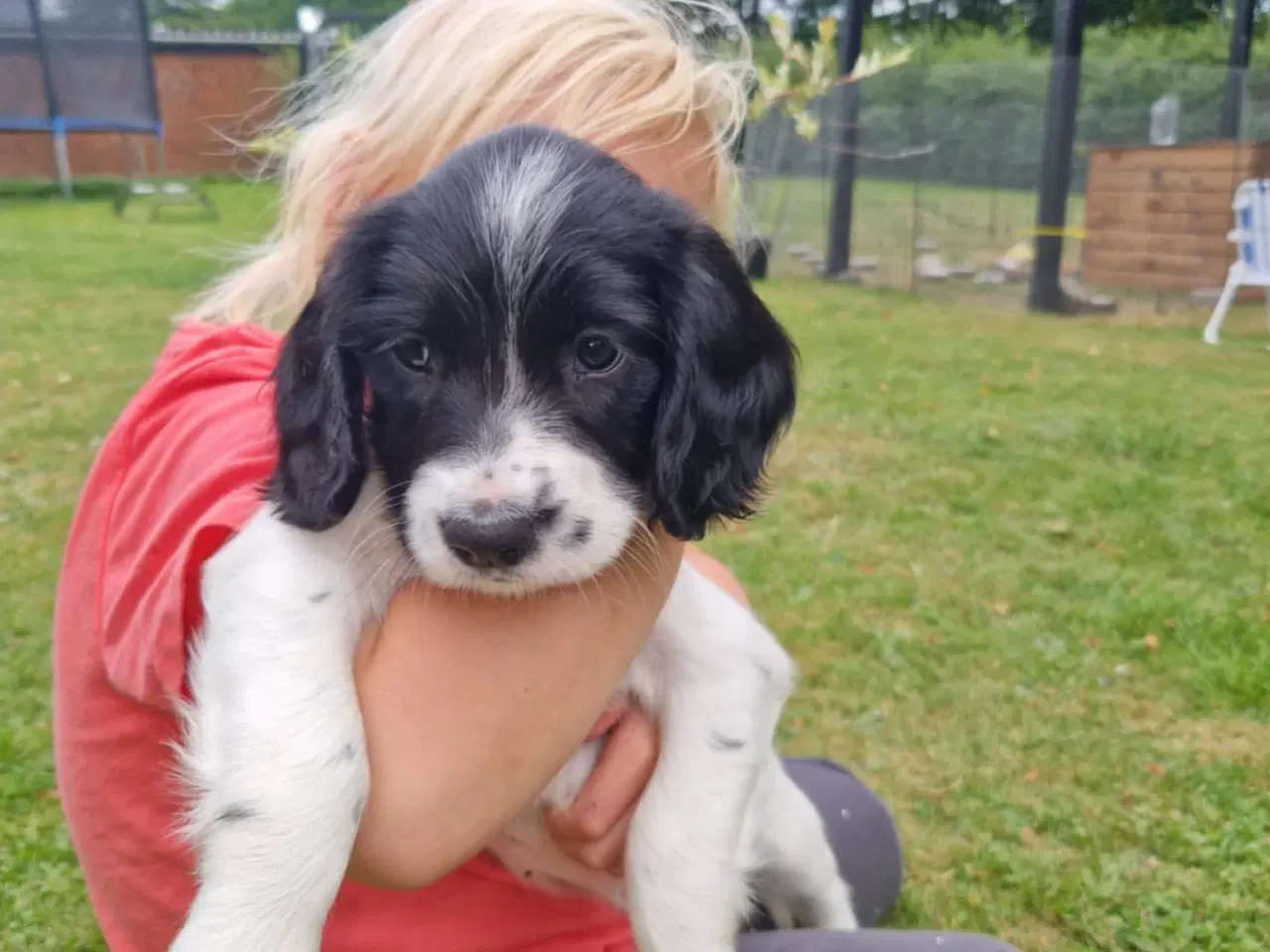 Billede 2 - Springer Spaniel 