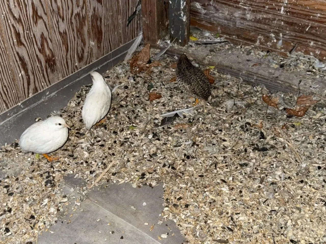 Billede 2 - Kinesiske dværge vagtler 0,4