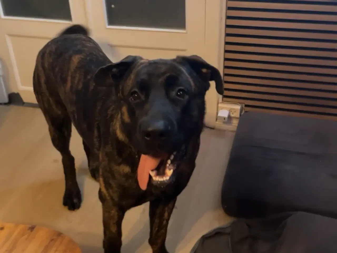 Billede 3 - Cane Corso / schæfer