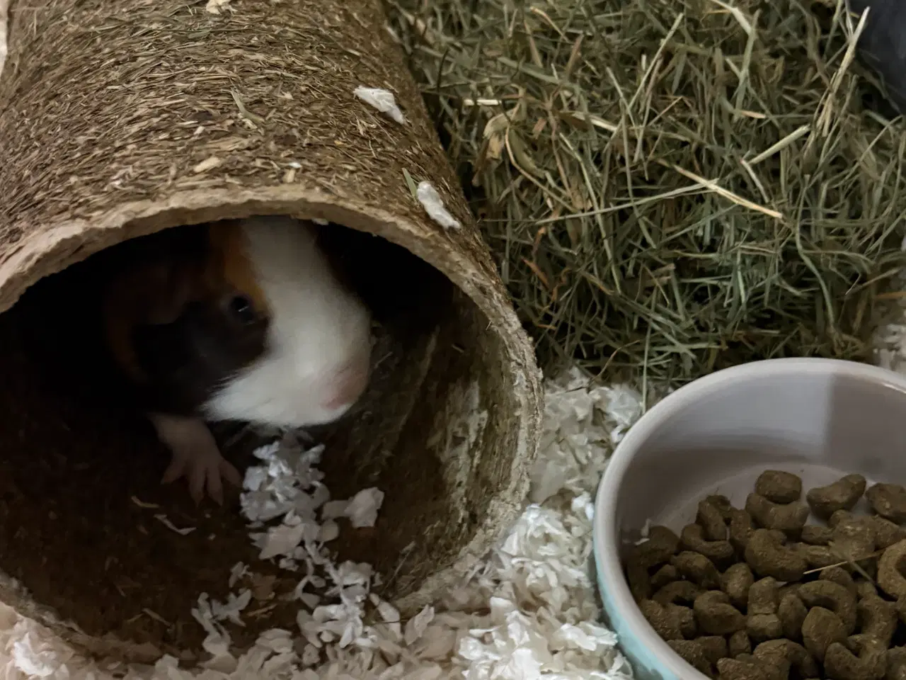 Billede 20 - To Han marsvin og tilbehør 