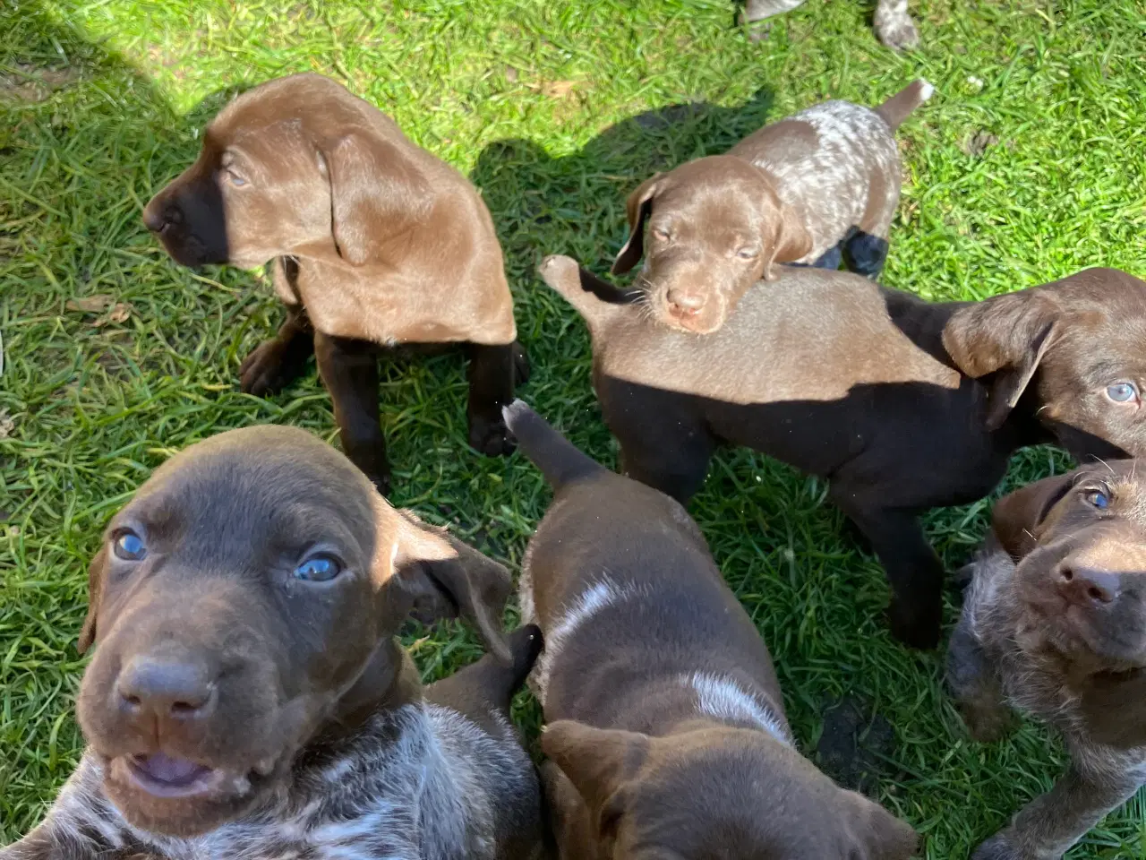 Billede 1 - Tysk korthåret hønsehund