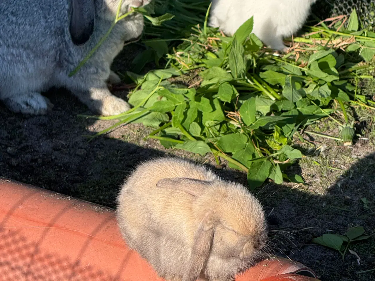 Billede 9 - Mini lop kanin unge