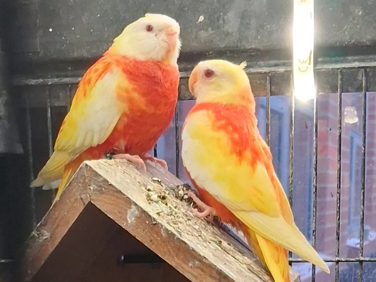 Billede 1 - 1 opaline sangparakit sælges 