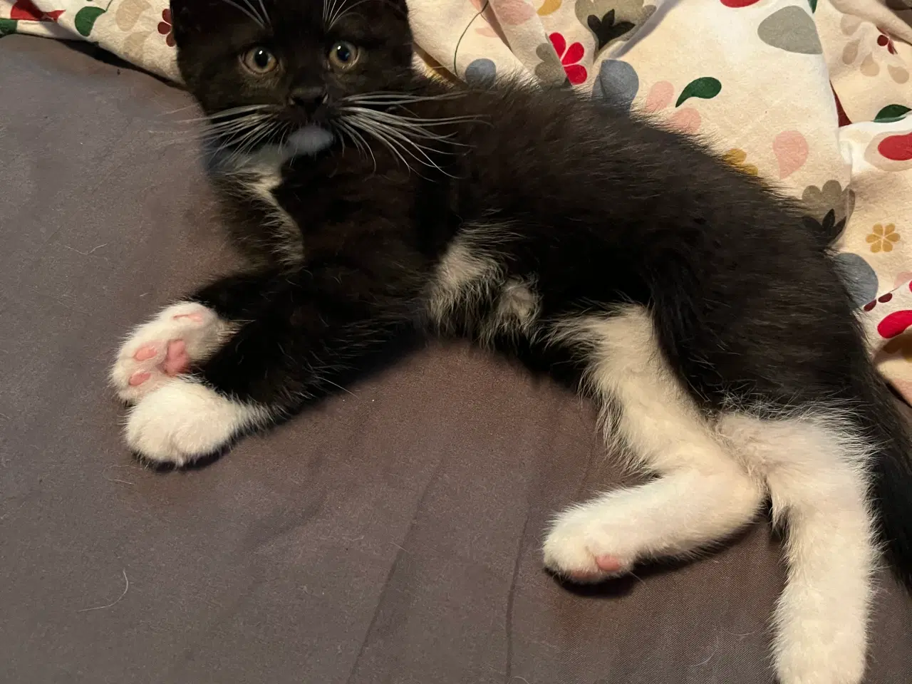 Billede 3 - Killinger fluffy