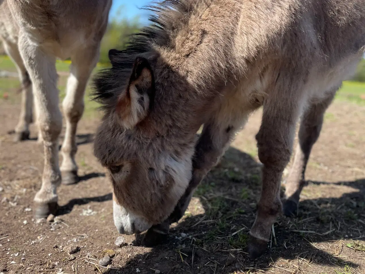 Billede 3 - Æsel føl hingst
