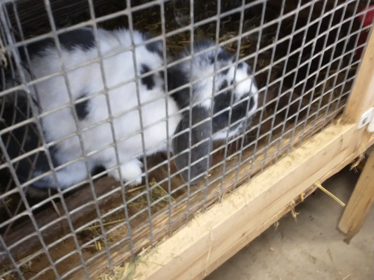Billede 2 - Avls kaniner 