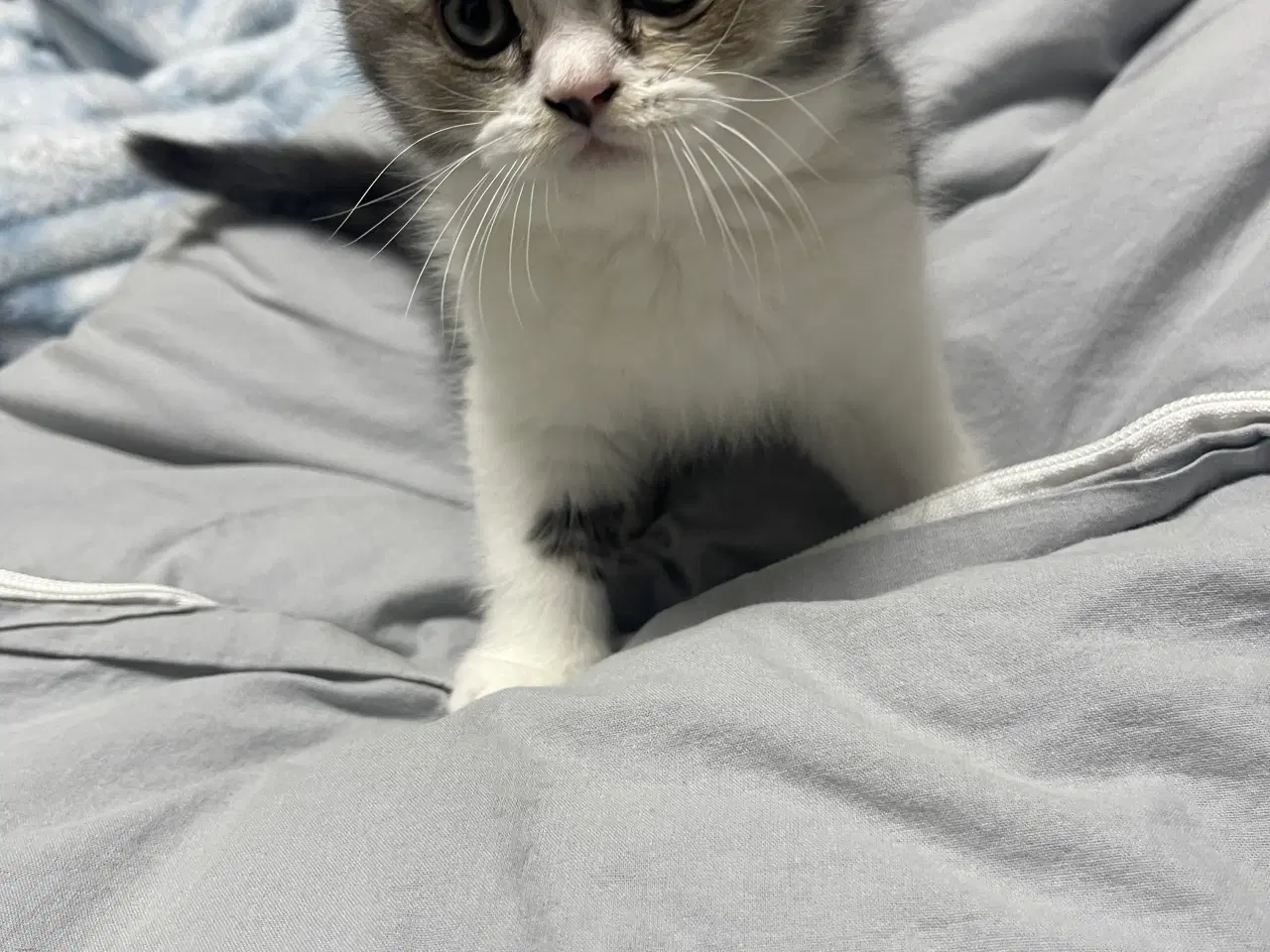 Billede 4 - british shorthair
