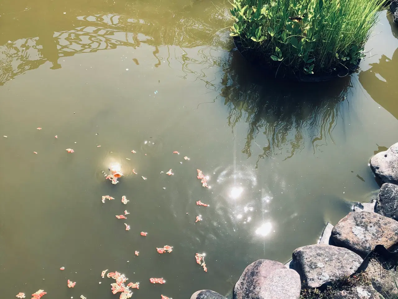 Billede 3 - Havedam komplet med pumpe, springvand og store koi
