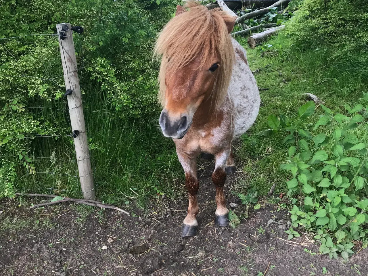 Billede 1 - Hingst