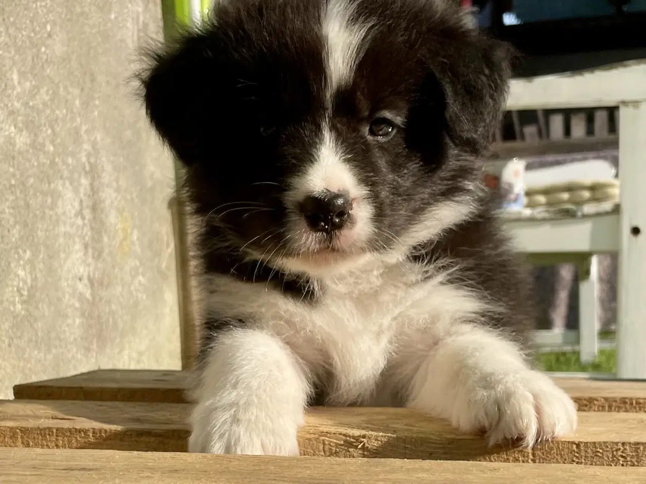 Billede 3 - Border Collie Hvalpe