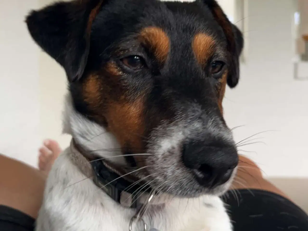 Billede 1 - Jack Russel Han 1 år 7 måneder