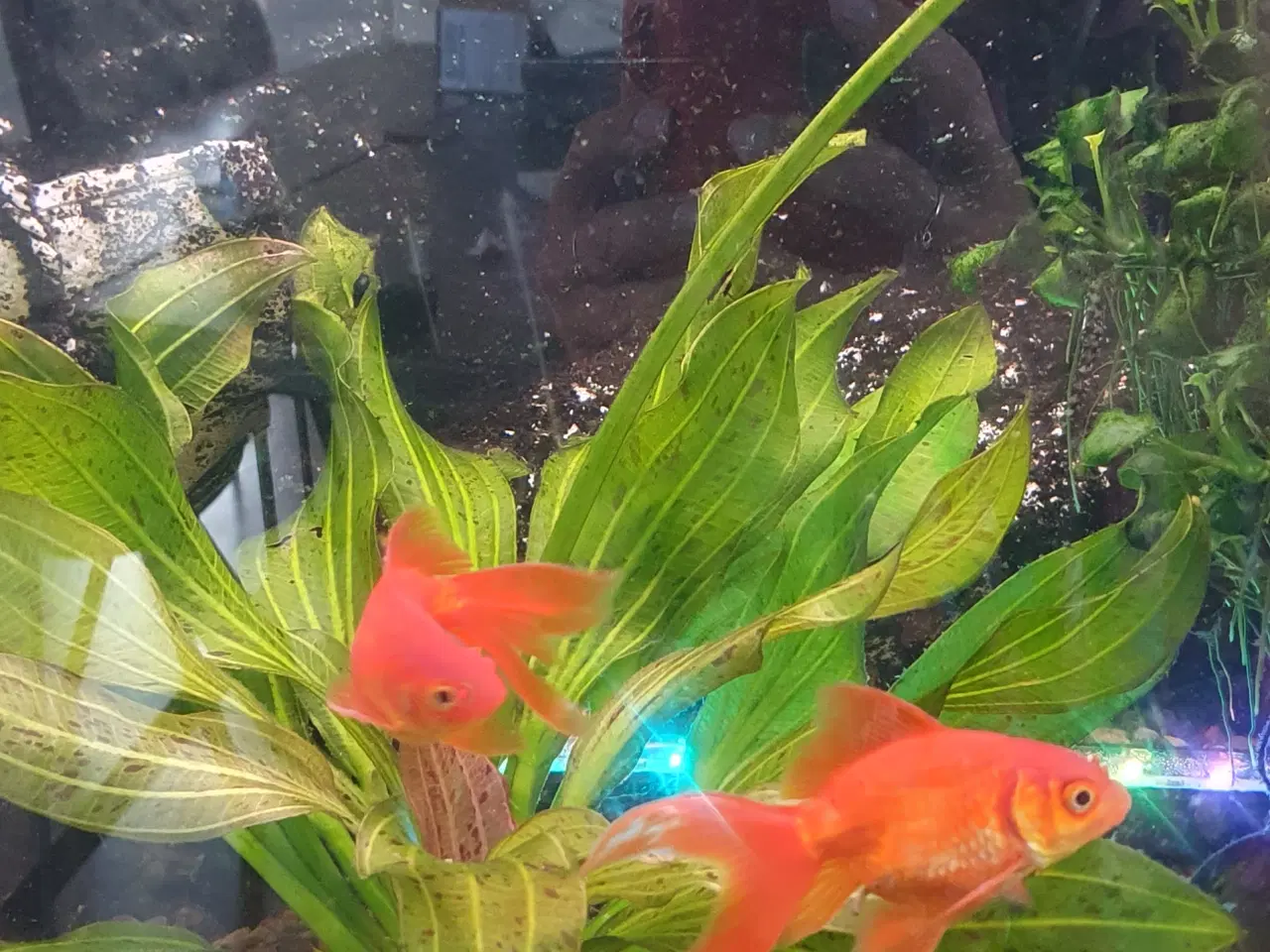 Billede 6 - Guldfisk orange, ca 8-9 cm med hale. 