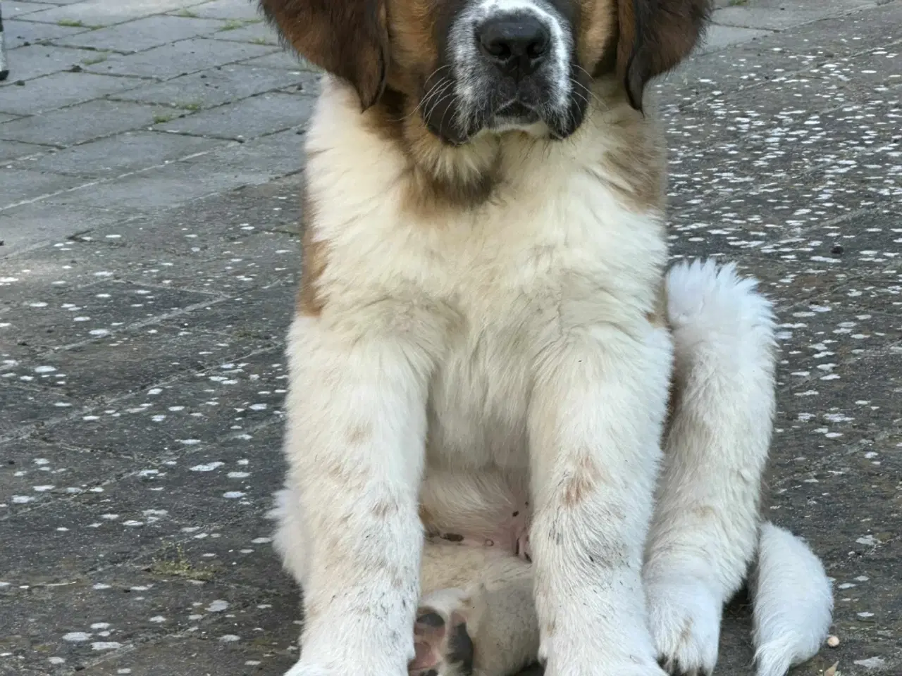 Billede 4 - Hundehvalp 12 uger