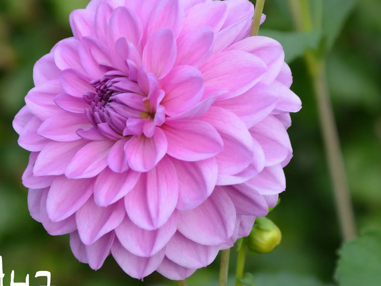 Billede 4 - Forspirede Dahlia