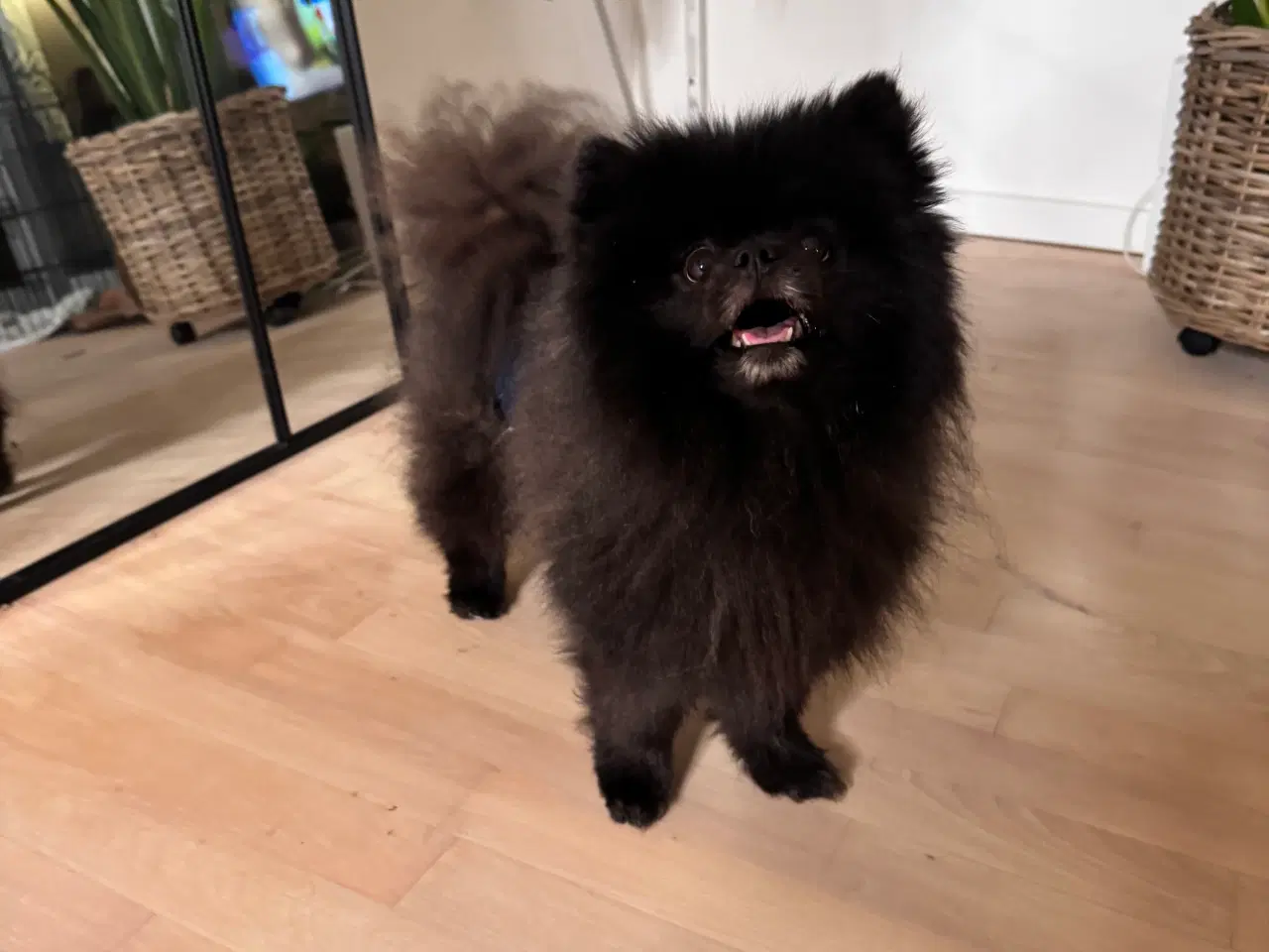Billede 4 - Pomeranian han 