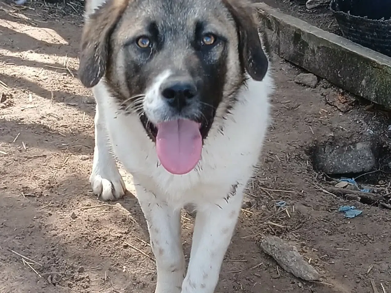 Billede 2 - Smukkeste Savannah 🩷