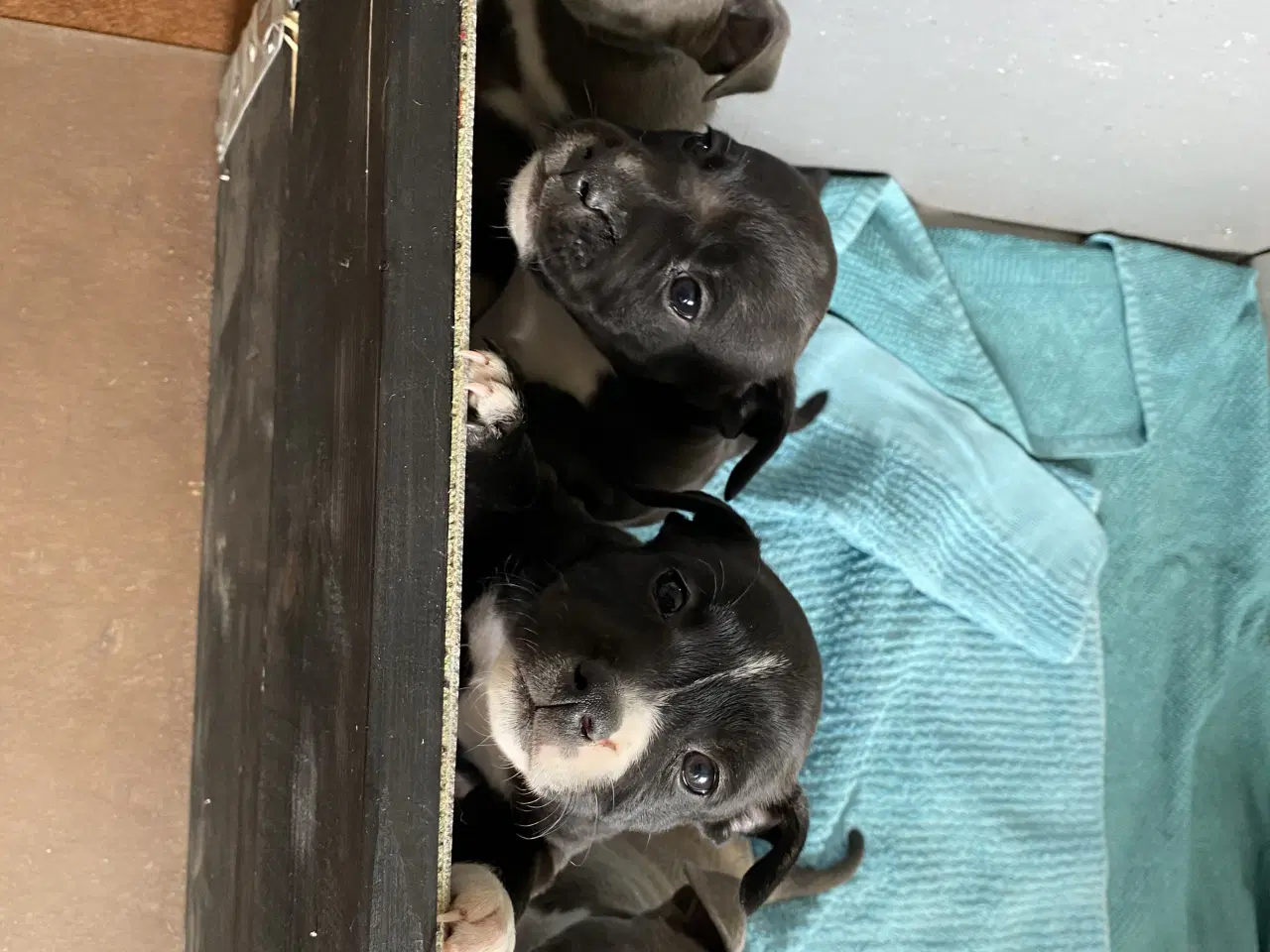 Billede 5 - Staffordshire Bull Terrier Hvalpe 