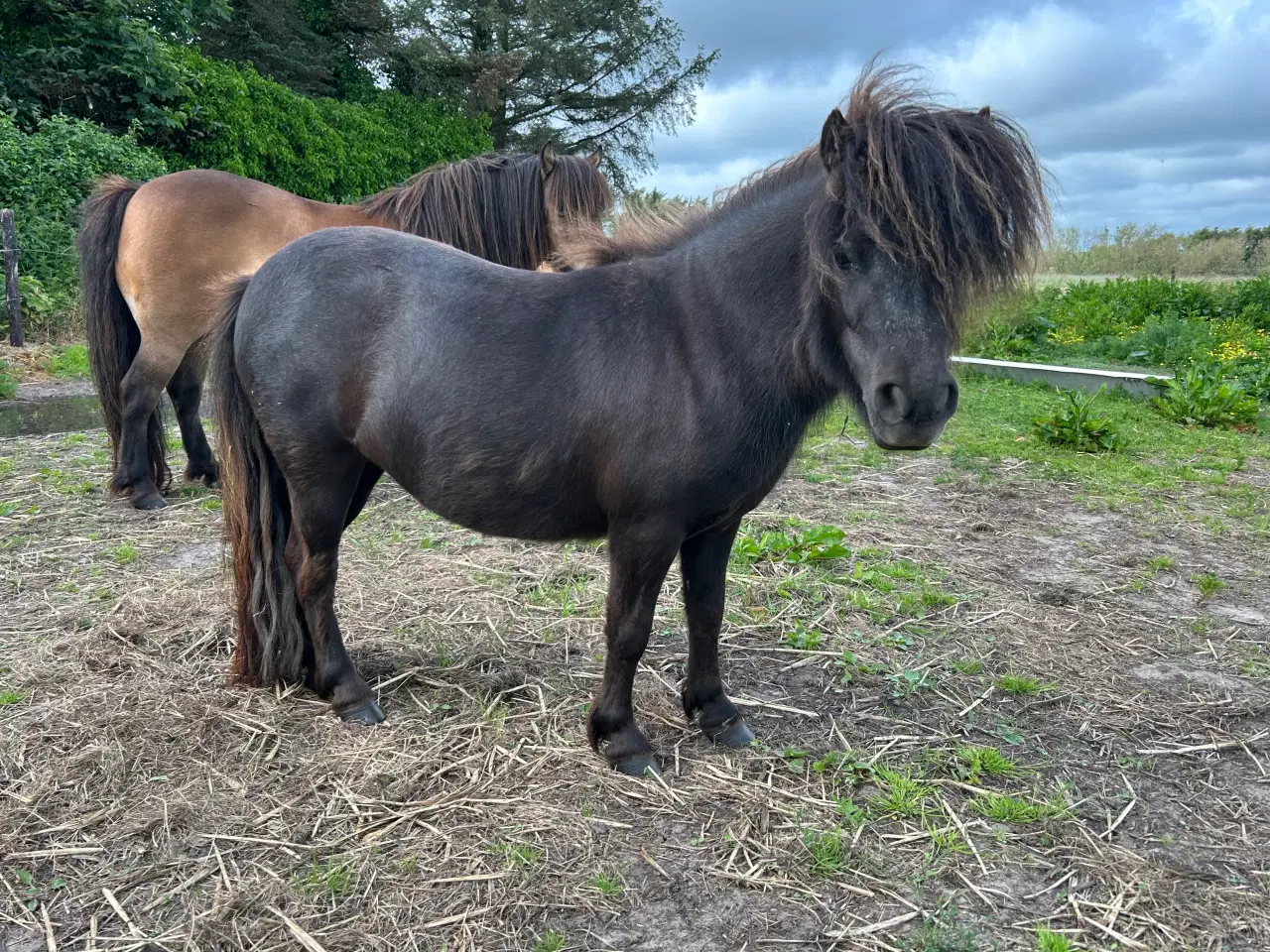 Billede 4 - 3 års mini shetlænder hoppe med rødt pas 