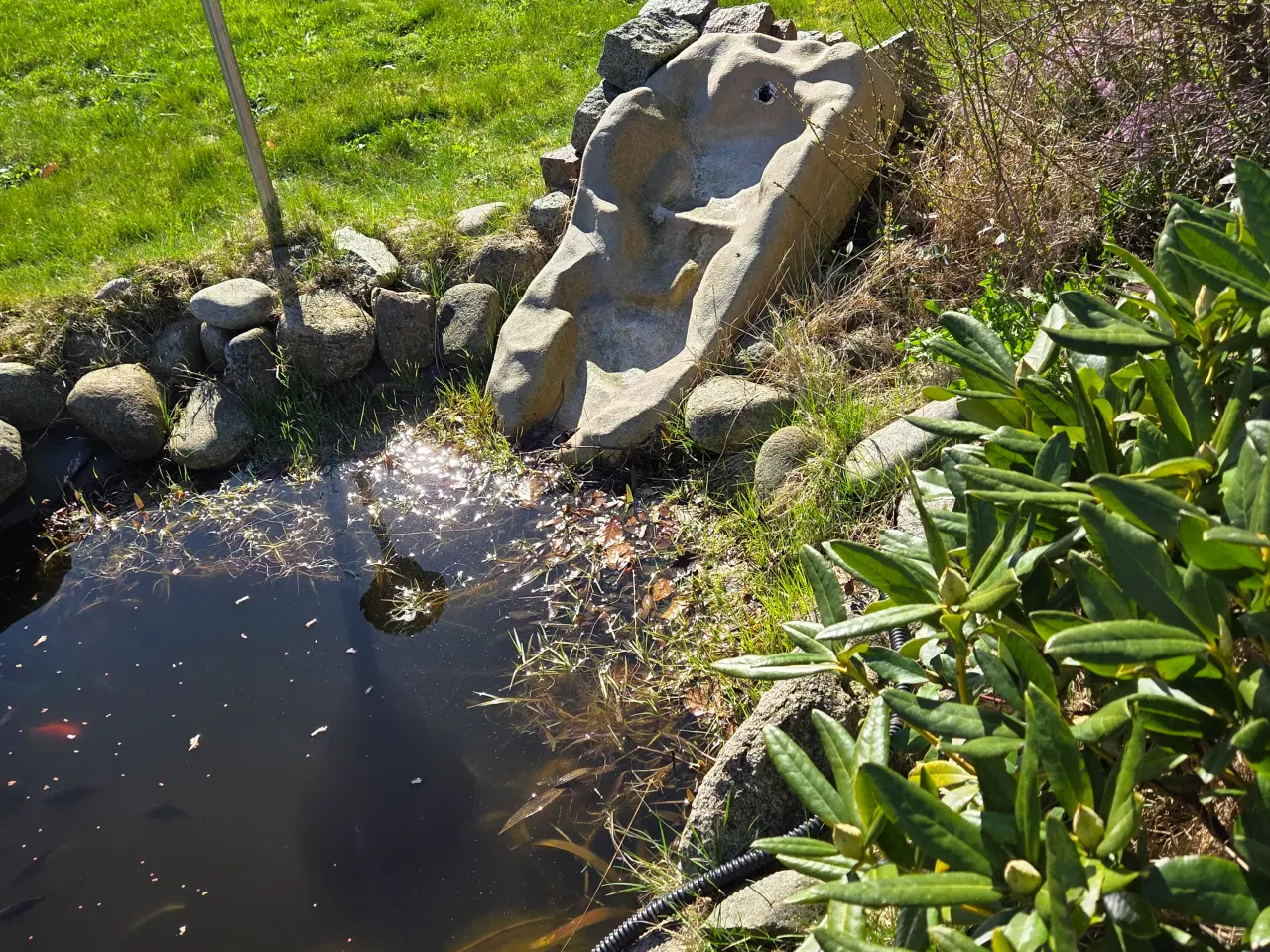 Billede 5 - Fiskedam