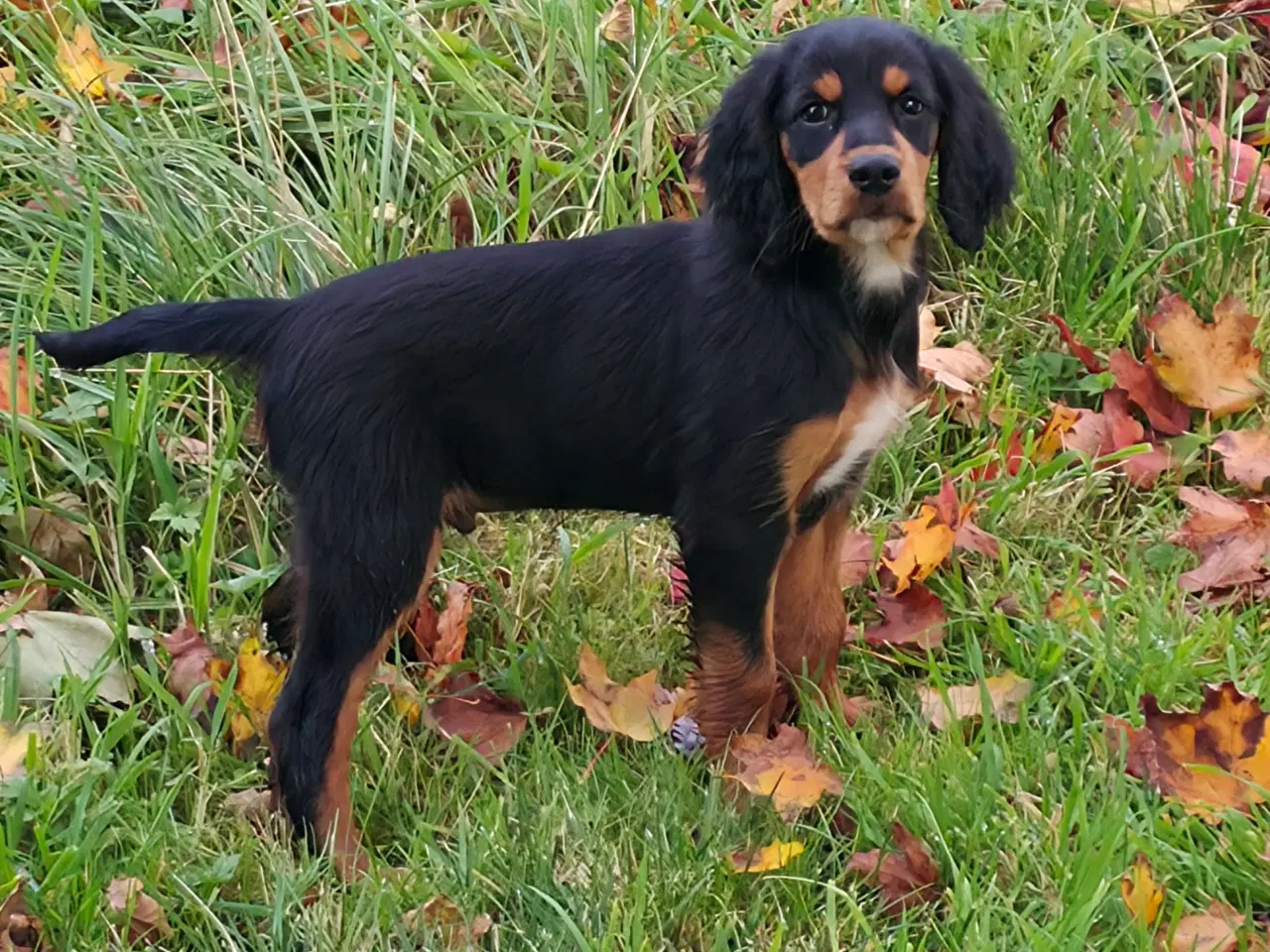 Billede 2 - Gordon Setter