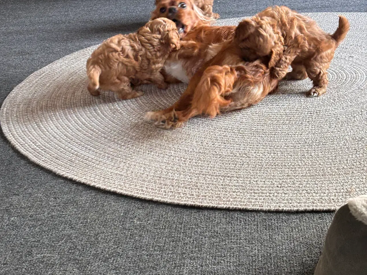 Billede 6 - Skønne Cavapoo hvalpe 