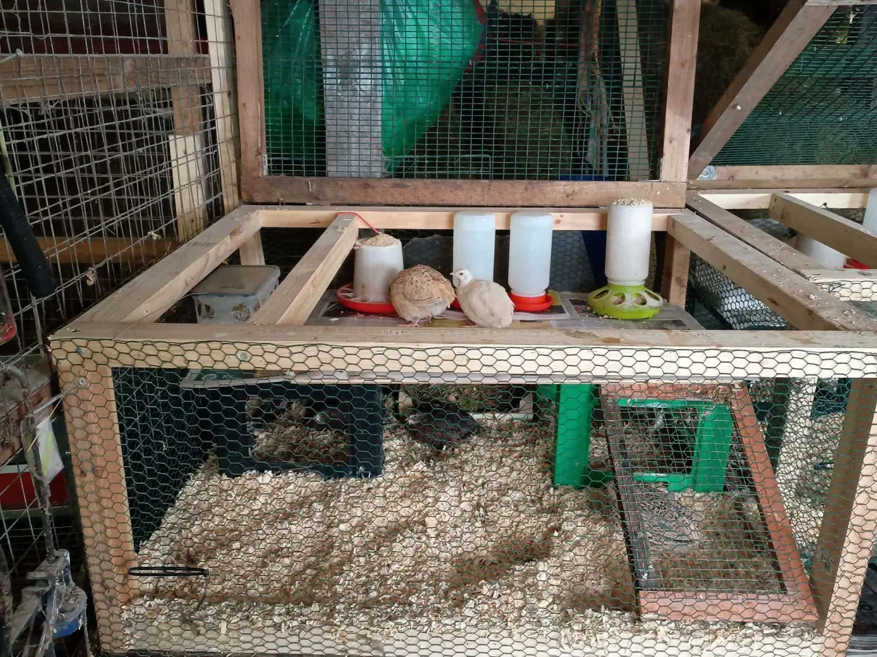 Billede 6 - Vagtel rugeæg