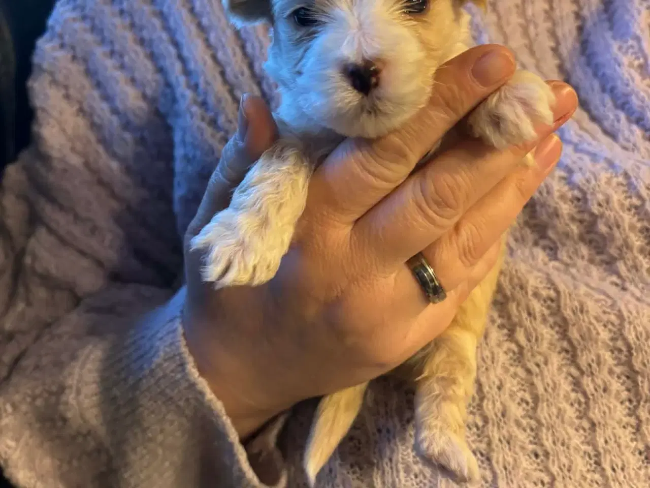 Billede 5 - Yorkshire Terrier/Coton De Tulear SOLGT