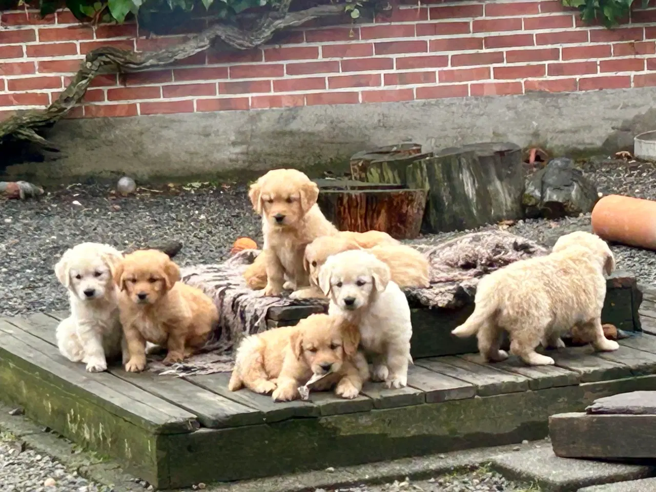 Billede 6 - Golden Retriever 