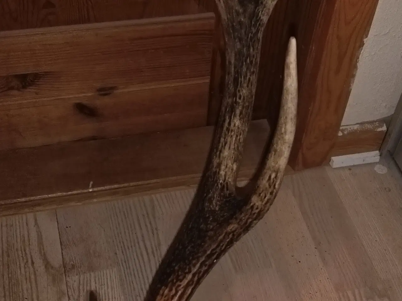 Billede 4 - Kronhjorte gevir