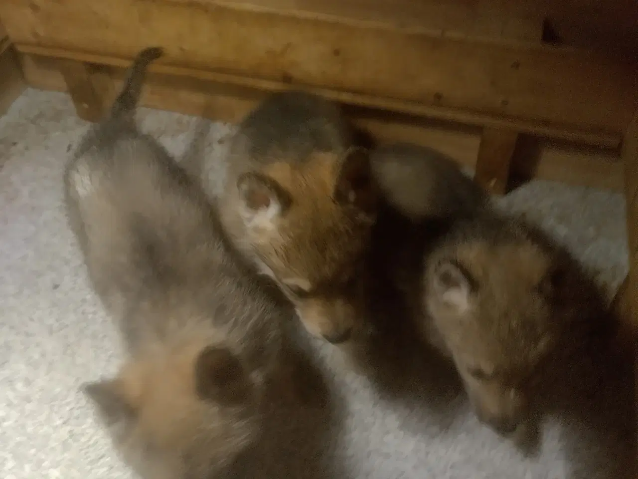 Billede 3 - tjekkoslovakiske ulvehunde hvalpe til salg