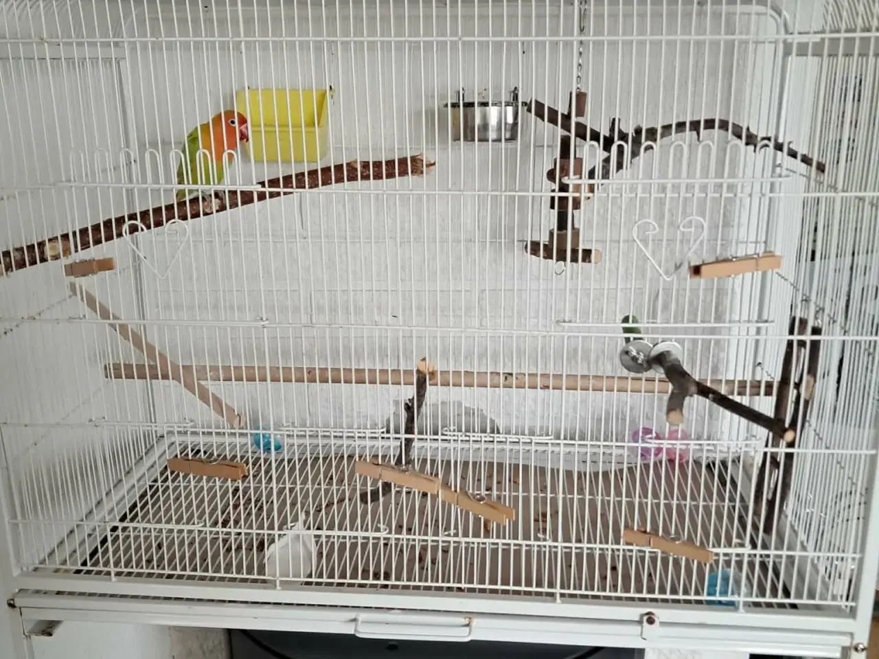 Billede 2 - Dværg papegøje