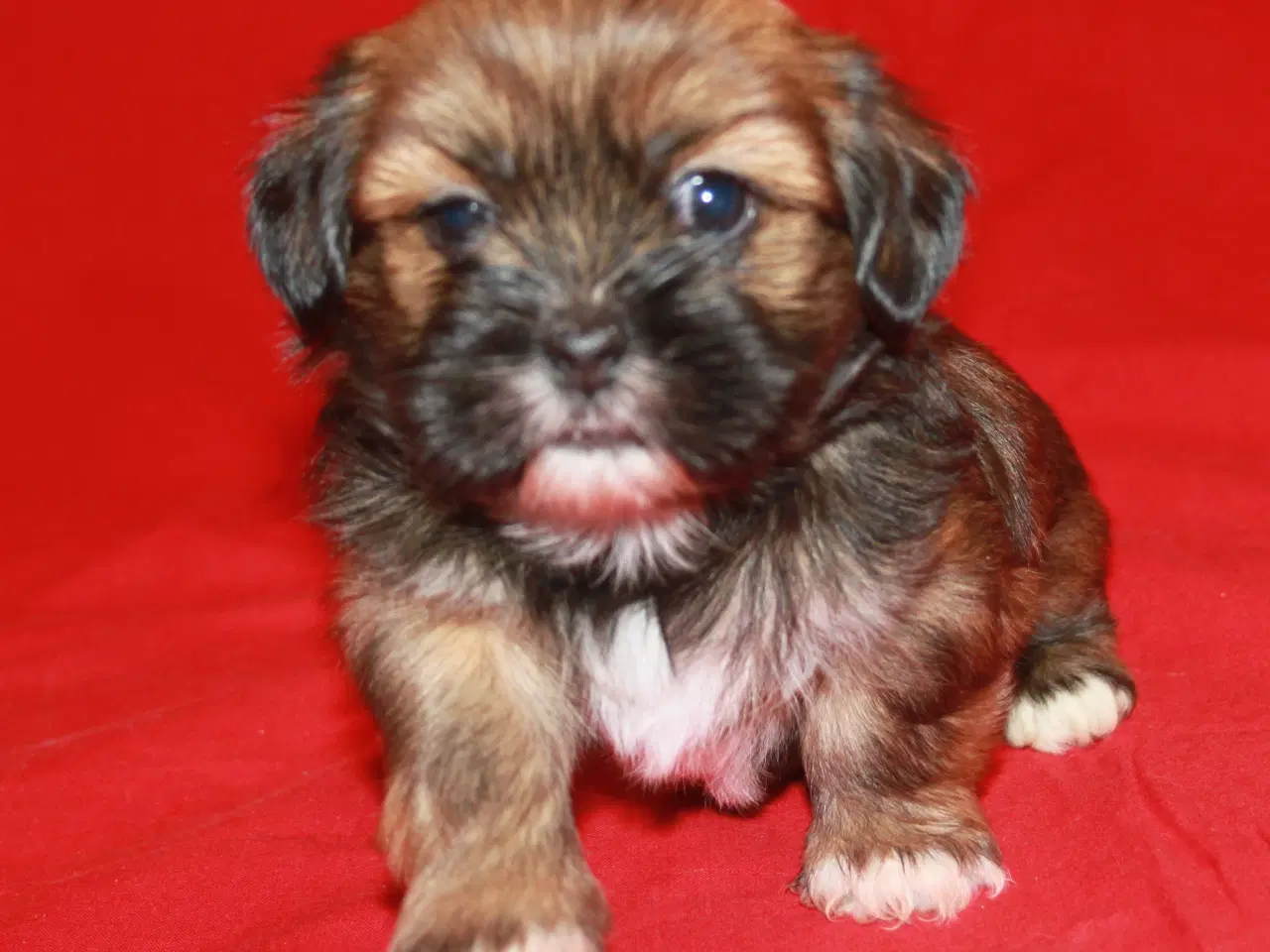 Billede 5 - Lhasa Apso hvalpe