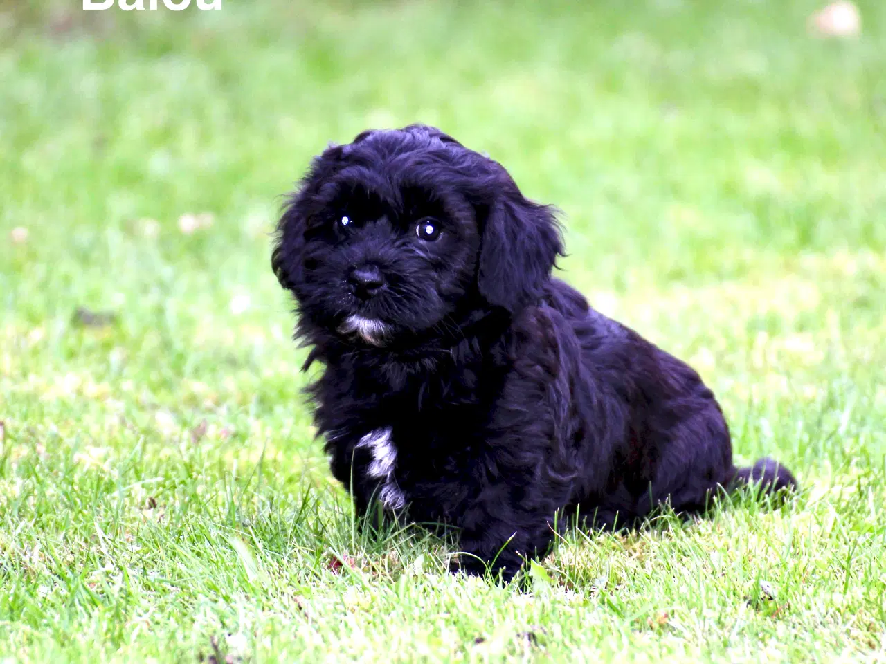 Billede 15 - Bichon Havanais DKK 