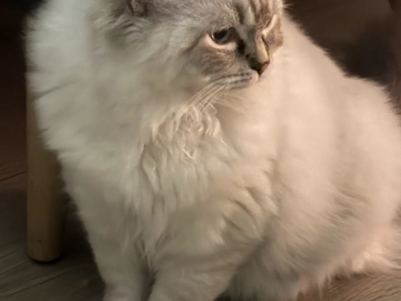 Billede 1 - Ragdoll killing 