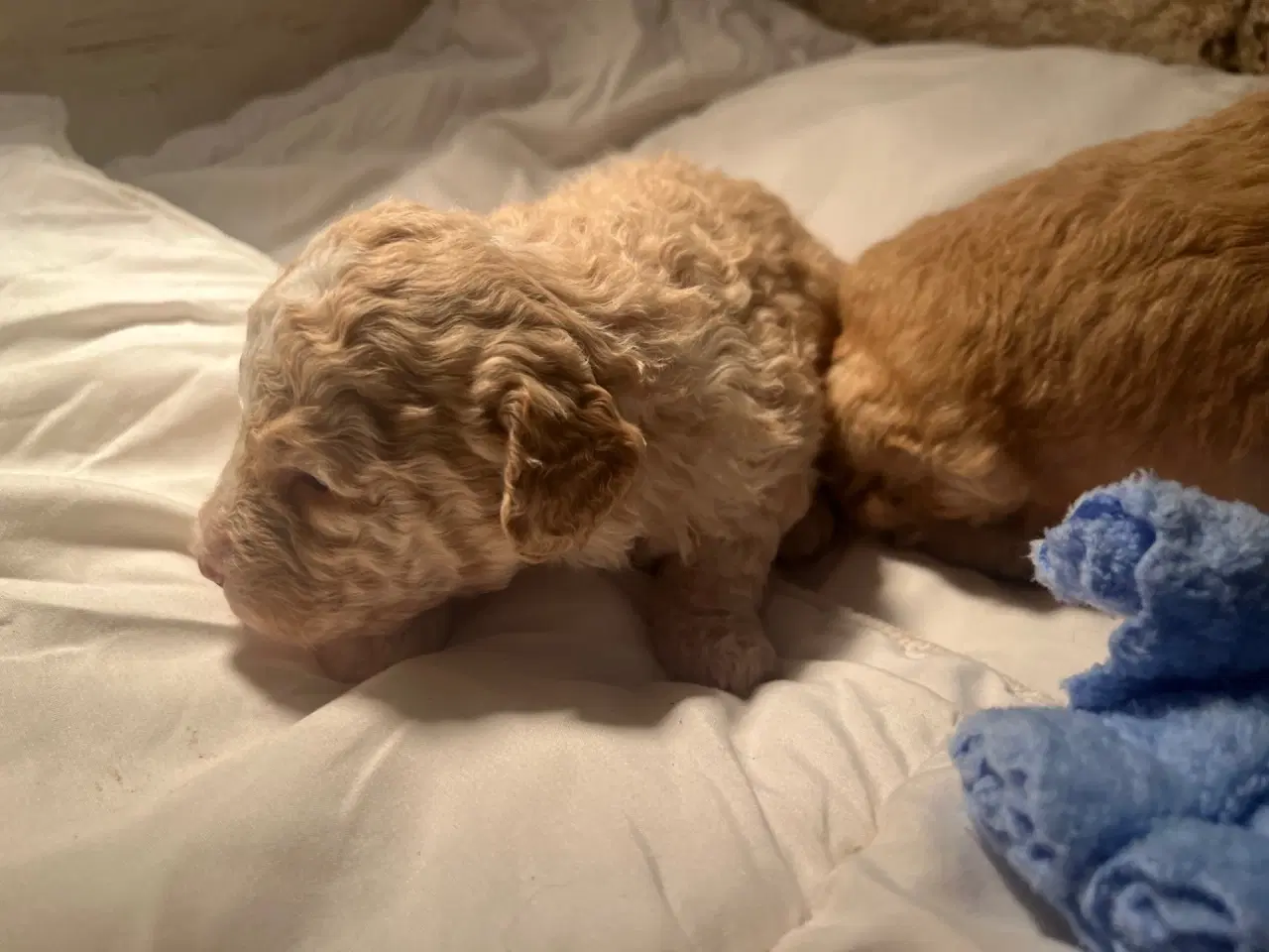 Billede 6 - Super lækre, og kraftige Lagotto / Spansk Vandhund