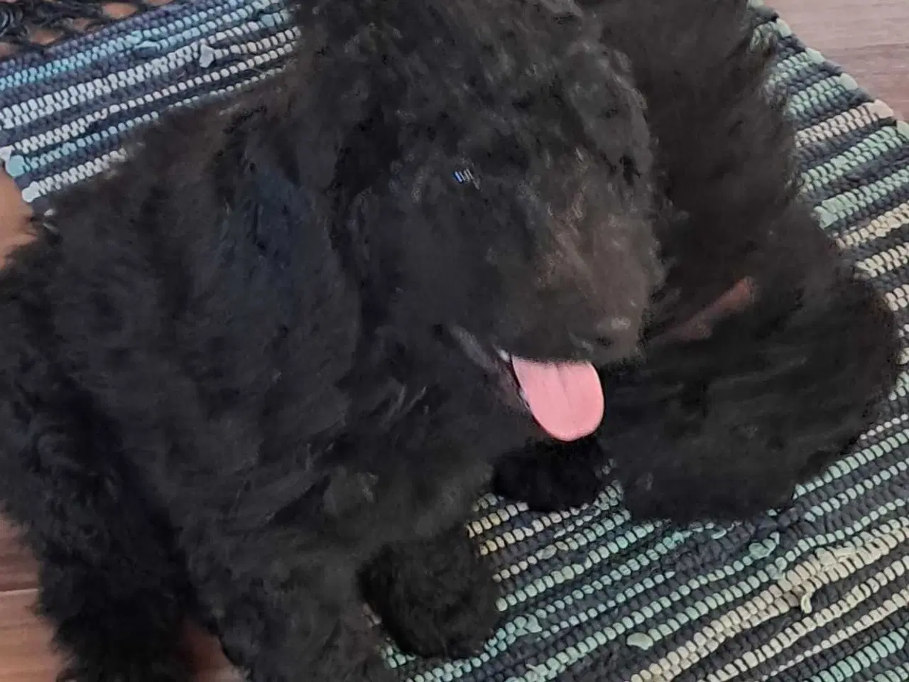 Billede 5 - Dejlig krøllet sort hanhvalp gooldendoodle 